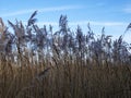 Reeds blowing in the breeze with a blue sky