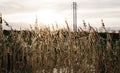 Reeds blowing in wind with sunset in background retracting light.