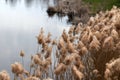 Reeds with brown ends on a background of water
