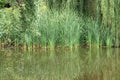 The reeds from the Bucov Park Lake Royalty Free Stock Photo