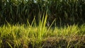 Reeds or called Imperata cylindrica in the dry season