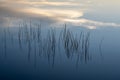 Reeds in calm water at sunrise in Everglades National Park. Royalty Free Stock Photo