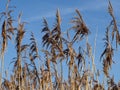 Reeds catching sunlight against a blue sky Royalty Free Stock Photo