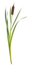Reeds and cattail dry plant curved isolated white background Royalty Free Stock Photo