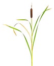 Reeds and cattail dry plant isolated white background Royalty Free Stock Photo