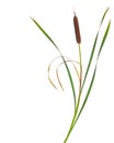 Reeds and cattail dry plant isolated white background Royalty Free Stock Photo