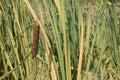 Reeds close-up in the autumn arboretum. Ulyanovsk Russia Royalty Free Stock Photo