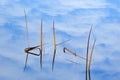 Reeds and Cloud Reflections
