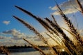 Reeds by the coast, Sunset