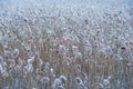 Reeds covered in rime frost