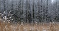 Reeds covered with snow Royalty Free Stock Photo