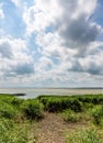 Reeds and cumulus clouds on the coast of the Curonian Lagoon, Russia