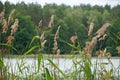 Reeds on water`s edge, defocused background. Royalty Free Stock Photo