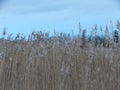 Reeds on the east coast of Sweden on the island of Ãâland