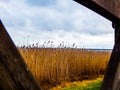 Reeds on the east coast of Sweden on the island of Ãâland