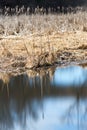 Reeds on the edge of a marsh reflecting in smooth glassy water, Royalty Free Stock Photo
