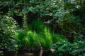 Reeds at the edge of a pond, sun shines through the thicket Royalty Free Stock Photo