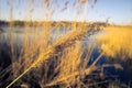 Reeds in the evening, sunset.