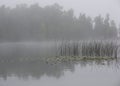 Reeds extending into a Minnesota lake Royalty Free Stock Photo