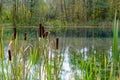 Reeds on the famous ice-free Blue Lake in Kazan. Swamp, reeds, water, plant, horsetail, green grass in the swamp, lake and river Royalty Free Stock Photo