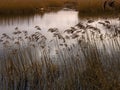 Reeds at Far Ings Nature Reserve, Lincolnshire, England