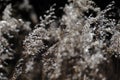 Reeds in field