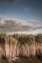 Reeds in field over sunset Royalty Free Stock Photo