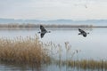 Reeds and flying waterfowl, barnacle geese seeshaupt, bavaria