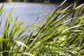 Reeds in the foreground in focus. The lake serves as a backdrop Royalty Free Stock Photo
