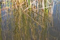 Reeds form an abstract at the edge of a wetland