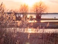 Reeds at a Lake during Sunset Royalty Free Stock Photo