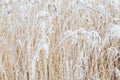 Reeds with frost Royalty Free Stock Photo