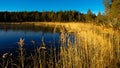 reeds by a frozen lake