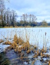 Reeds on a frozen lake, bright blue sky. Royalty Free Stock Photo