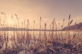 Reeds in a frozen lake in the sunset Royalty Free Stock Photo