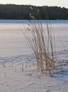Reeds in frozen snowy lake