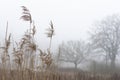 Reeds in gloomy winter landscape