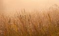 Reeds in the golden sunlight