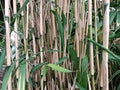 Reeds grow in the botanical garden Royalty Free Stock Photo