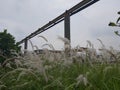 reeds grow together in the ground