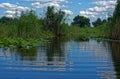 Reeds in channel in Danube delta