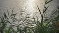 Reeds growing at the lake