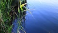 Reeds growing by river water surface background with copy space Royalty Free Stock Photo