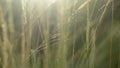 Reeds Imperata cylindrica in the late afternoon sun