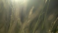 Reeds Imperata cylindrica in the late afternoon sun