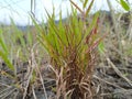 reeds or Imperata cylindrica