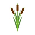 Reeds isolated. Pond plant on white background. Vector illustration Royalty Free Stock Photo