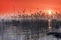 Reeds in Lacanau lake