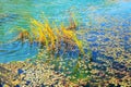 Reeds in the lake