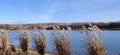 reeds, lake, blue sky Royalty Free Stock Photo